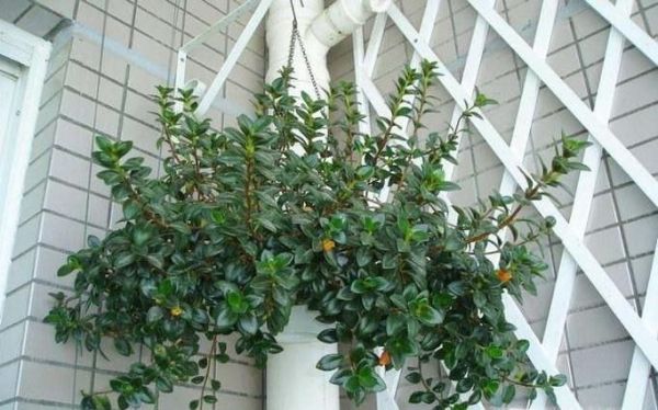 金鱼吊兰的养殖技巧