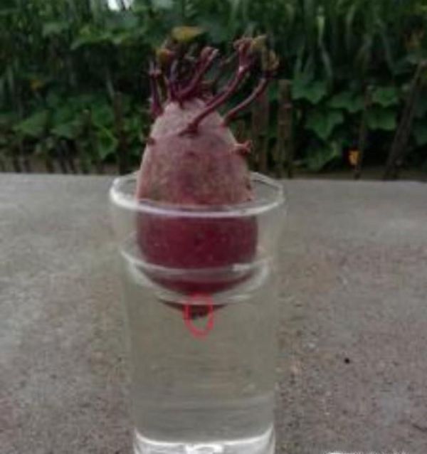 紫薯发芽怎么办（水培紫薯）