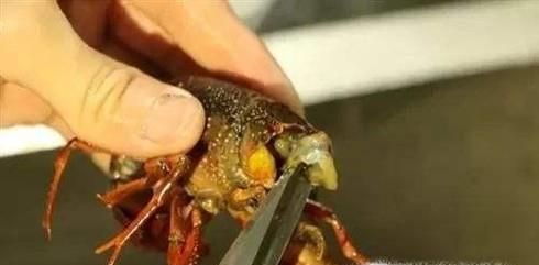 怎样防止小龙虾肉散