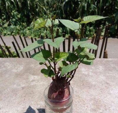 紫薯的育苗方法