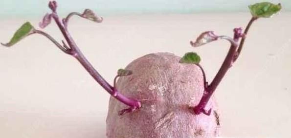 紫薯的育苗方法