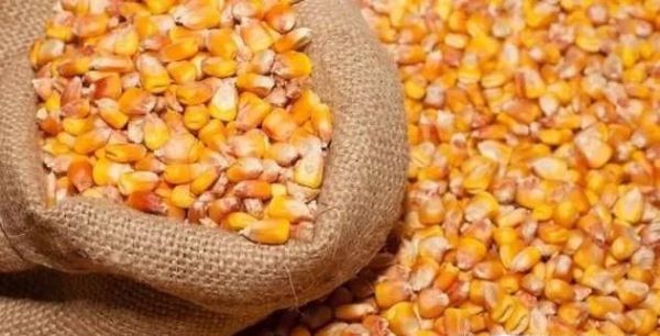 老玉米打窝料制作方法