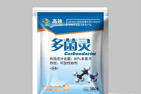 艳日辉、清盛锦的成长与变化（如何养好艳日辉）