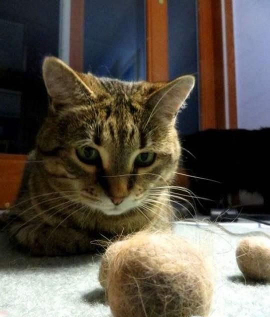 怎样引导猫到窝里睡觉