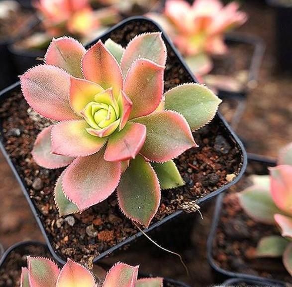 艳日辉、清盛锦的成长与变化（如何养好艳日辉）