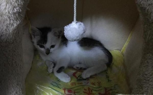 怎样引导猫到窝里睡觉