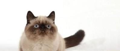 怎么样让你的猫咪不咬人