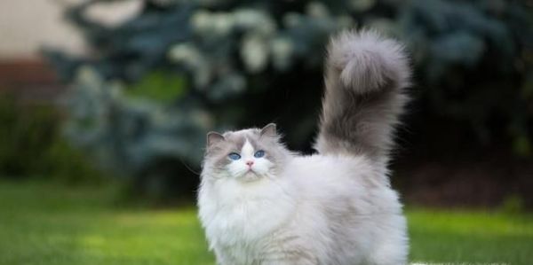 怎么样让你的猫咪不咬人