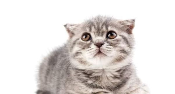 怎么样让你的猫咪不咬人