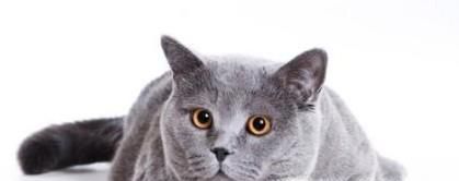 怎么样让你的猫咪不咬人