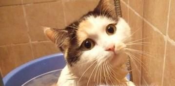 家里有跳蚤如何消灭？