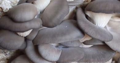 常见能食用野生蘑菇