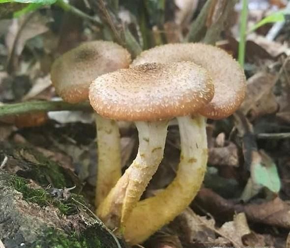 常见能食用野生蘑菇