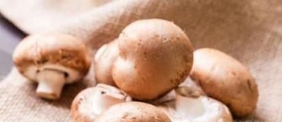 常见能食用野生蘑菇