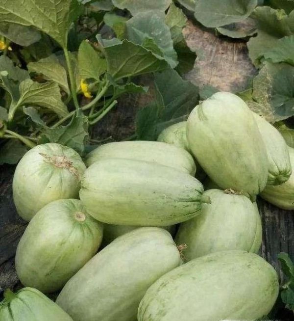 如何挑选青皮甜瓜？