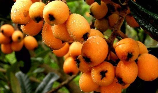 枇杷和葡萄可以一起吃吗