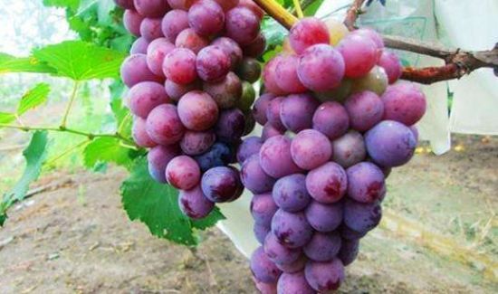 枇杷和葡萄可以一起吃吗