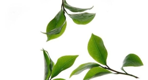 怎样除去冰箱里的异味？