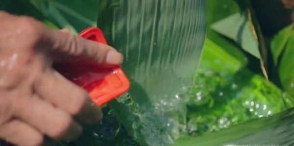 包粽子前粽叶怎么处理