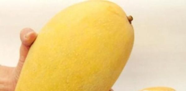 芒果怎样判断熟
