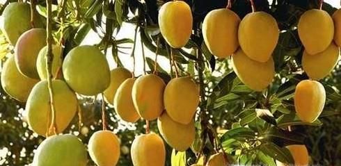 芒果怎样判断熟