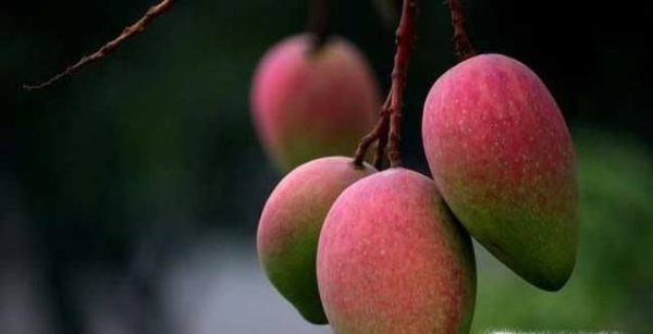 芒果怎样判断熟