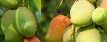芒果怎样判断熟