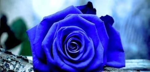 什么时候适合送什么颜色的玫瑰？