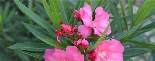 家庭消灭蟑螂的6种简单可行的方法