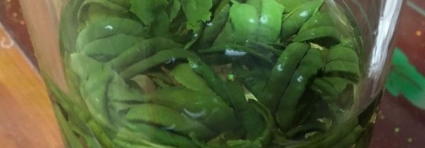 六安瓜片属于什么茶