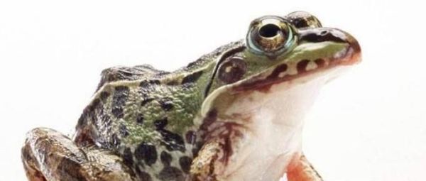 家庭消灭蟑螂的6种简单可行的方法