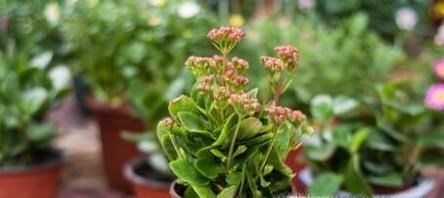 长寿花烂根问题的解决