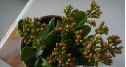 长寿花烂根问题的解决