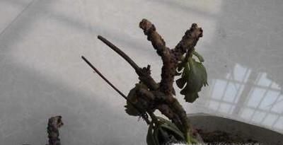 长寿花烂根问题的解决