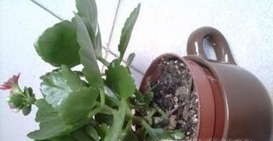 长寿花烂根问题的解决