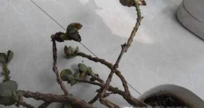 长寿花烂根问题的解决