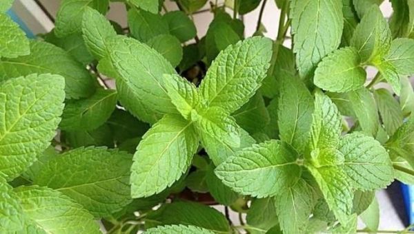 教你如何自制驱蚊水