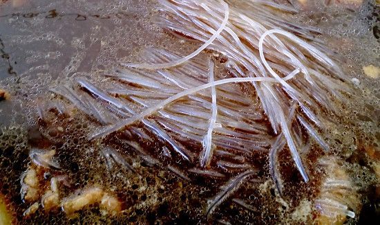 猪肉炖粉条窍门