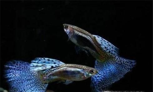 如何养殖好孔雀鱼