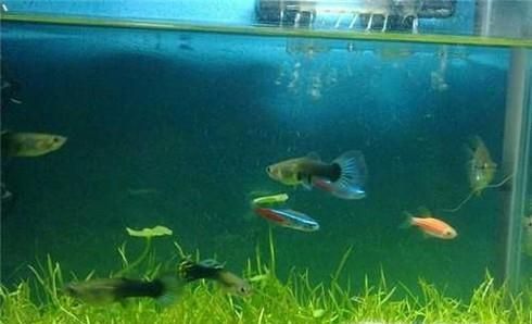 如何养殖好孔雀鱼