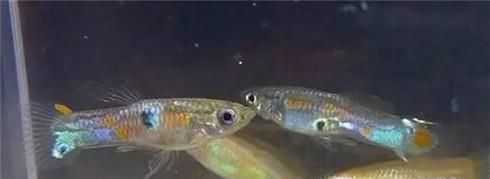 如何养殖好孔雀鱼