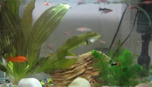 如何养殖好孔雀鱼