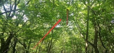 树林里辨别方向的方法