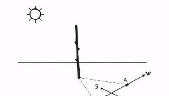 树林里辨别方向的方法