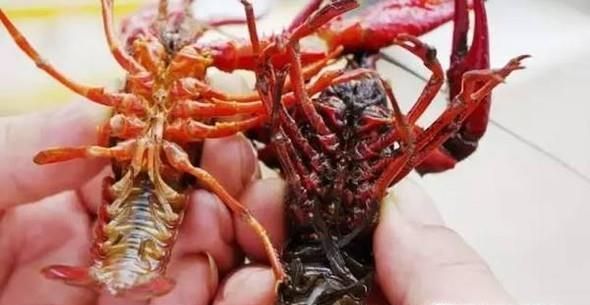 如何挑选干净新鲜的小龙虾