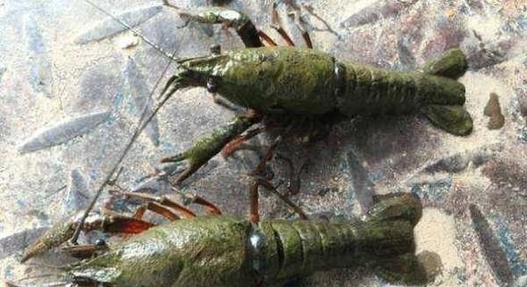 如何挑选干净新鲜的小龙虾