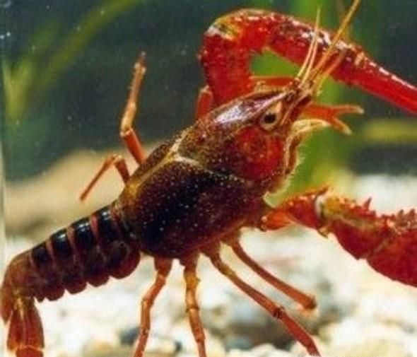 如何挑选干净新鲜的小龙虾