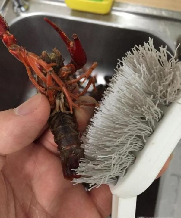 如何挑选干净新鲜的小龙虾