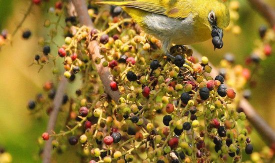马桑果和桑葚的区别