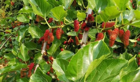 马桑果和桑葚的区别